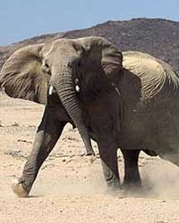 Elephant Elephant
