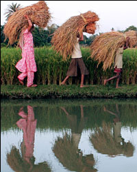 Farmers Farmers
