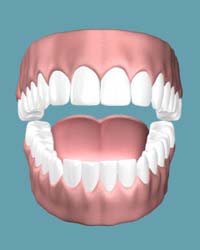 Gums Gums