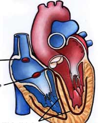 Heart Heart