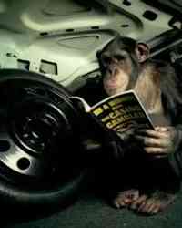 Monkey Thief Monkey Thief