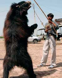 nomadic tribes nomadic tribes