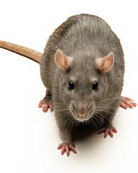 Rat Rat