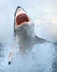 Shark Shark
