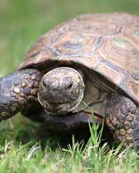 Tortoise Tortoise