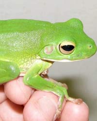Frog Frog