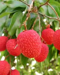 Litchis Litchis