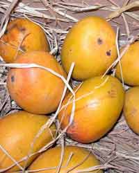 Mango Mango