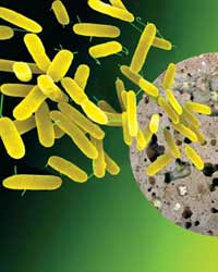 Microbes Microbes