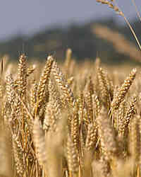 Wheat Wheat