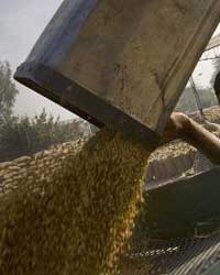 wheat wheat