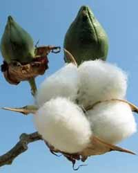 Cotton Cotton