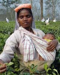 Tea Plant Tea Plant
