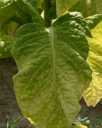 tobacco tobacco