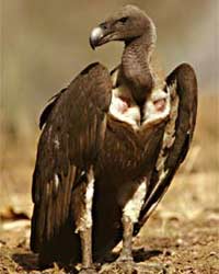 Vulture Vulture