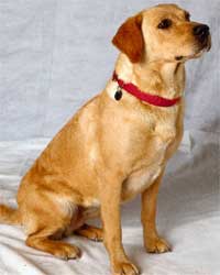 Labrador dog Labrador dog