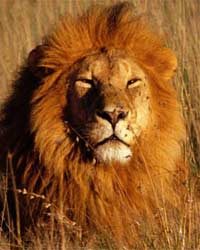 Lion Lion