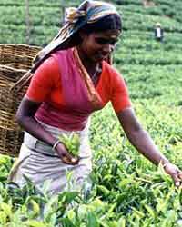 srilanka tea srilanka tea