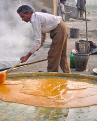 suger production suger production