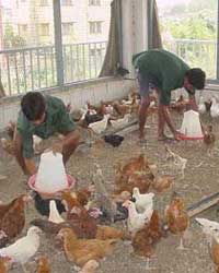 poultry farm poultry farm
