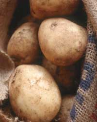 potatoes potatoes