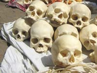 Human skulls Human skulls
