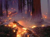 australia bush fire australia bush fire