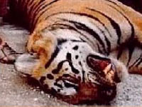 Tiger killed Tiger killed