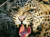 Leopard Leopard