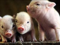 PIgs PIgs