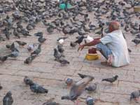 Pigeons Pigeons