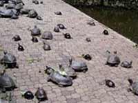 Tortoise on Runway Tortoise on Runway