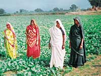 Drought in Bundelkhand Drought in Bundelkhand