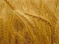 Wheat Wheat