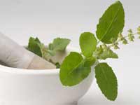 Tulsi Tulsi