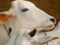 Cows Cows