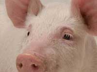 Pig Pig