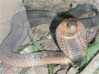 Cobra Cobra