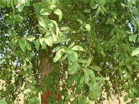 Green Tree Green Tree