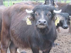 Buffalo Buffalo