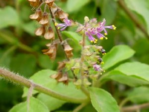 Tulsi Tulsi