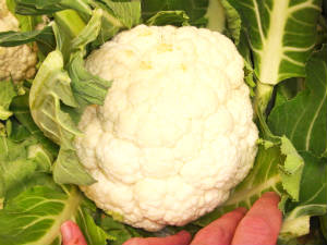 cauli flower cauli flower