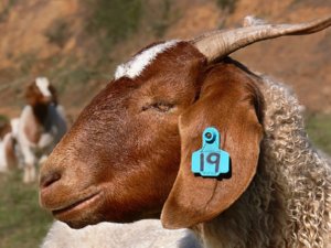 Delhi: Be alert, thugs selling sick goats Delhi: Be alert, thugs selling sick goats