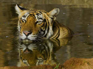 tigers tigers