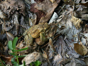 toad toad