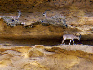 chinkara chinkara