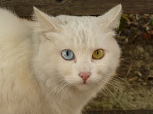 Chinese Astrology Cat Chinese Astrology Cat