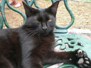 cat cat