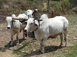 Chinese Astrology Ox Chinese Astrology Ox