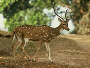 Deer Deer